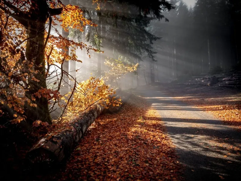 MTC et Automne : le guide complet pour booster son immunité et éviter le rhume