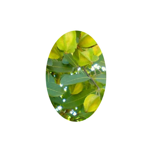Arjuna — plante ayurvédique