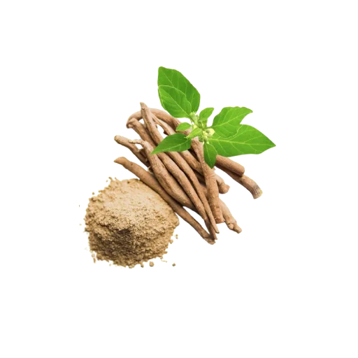Ashwagandha — plante ayurvédique
