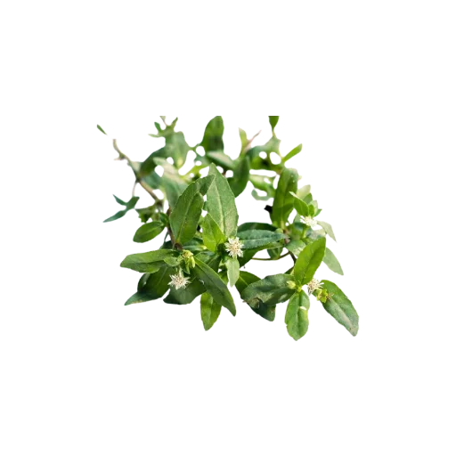 Bhringraj — plante ayurvédique