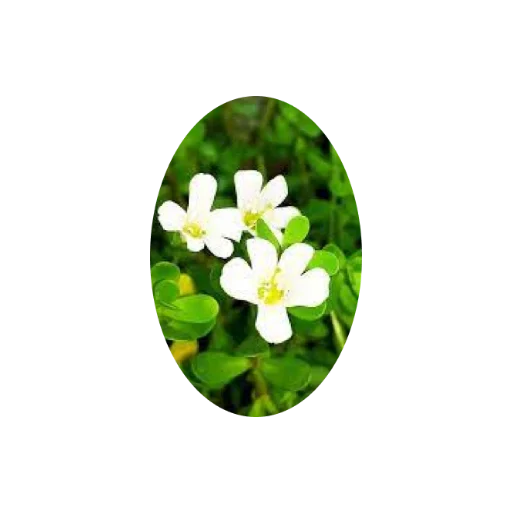 Brahmi — plante ayurvédique