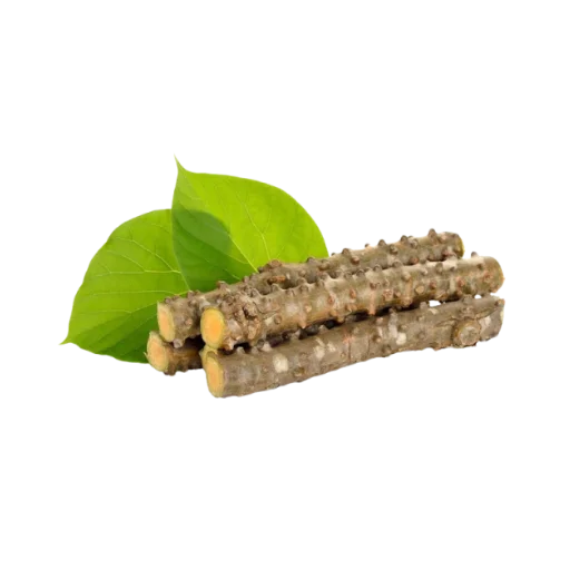 Guduchi — plante ayurvédique