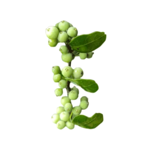 Guggul — plante ayurvédique