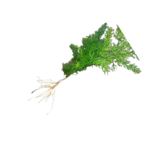 Shatavari — plante ayurvédique