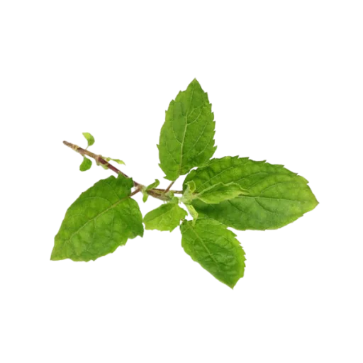 Tulsi — plante ayurvédique